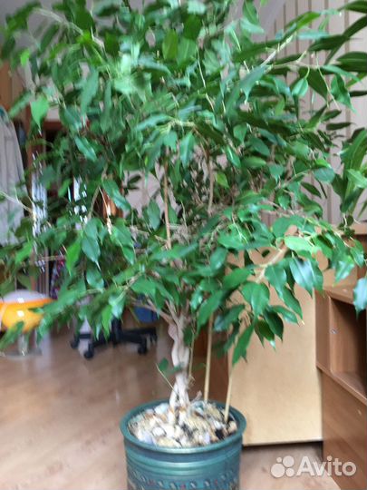 Фикус Бенджамина большой