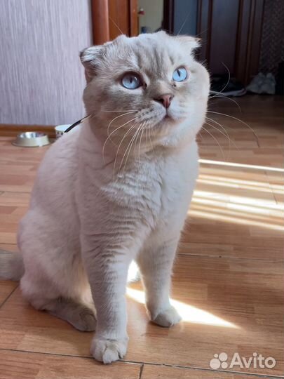 Скоттиш фолд, вязка