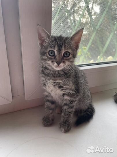 Котомалышка Лизонька