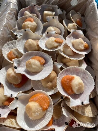 Гребешок с икрой на створке (опт)