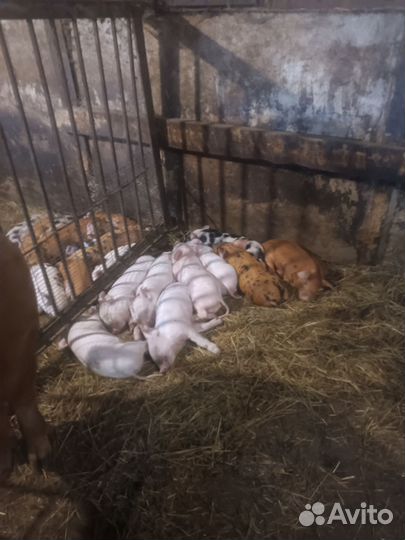 Продажа поросят