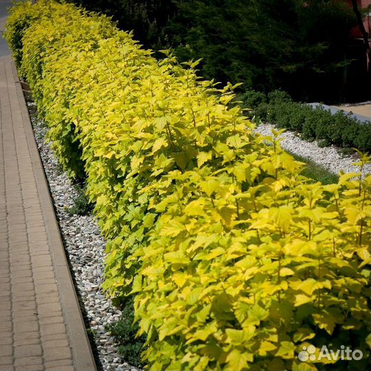 Пузыреплодник Лотеус