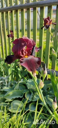 Цветы для сада. Многолетние. Ирисы