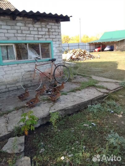 Утки подсадные кряква