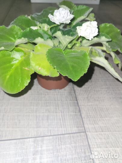 Фиалка белая 