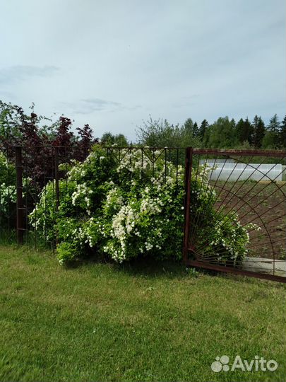 Маньжурский,краснолсист.орехи,спирея,ирга,сирень