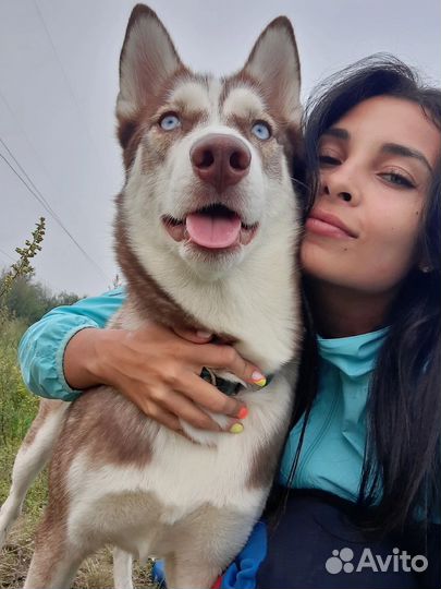 Щенки сибирской хаски