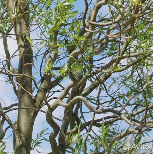 Черенки ивы