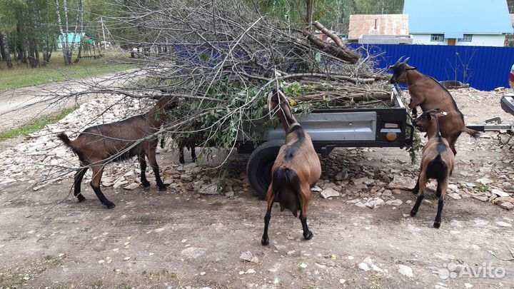 Чешские козочки