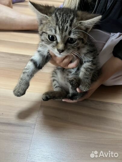 Котенок