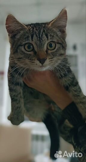 Котенок в добрые руки