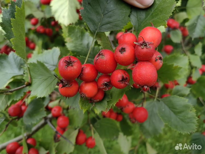 Боярышник плоды