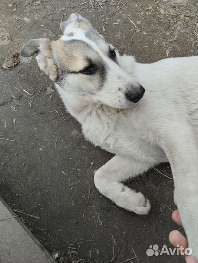 Собака в добрые руки щенок