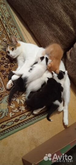 Кошки и котики