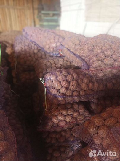 Картофель семенной сорт ред соня