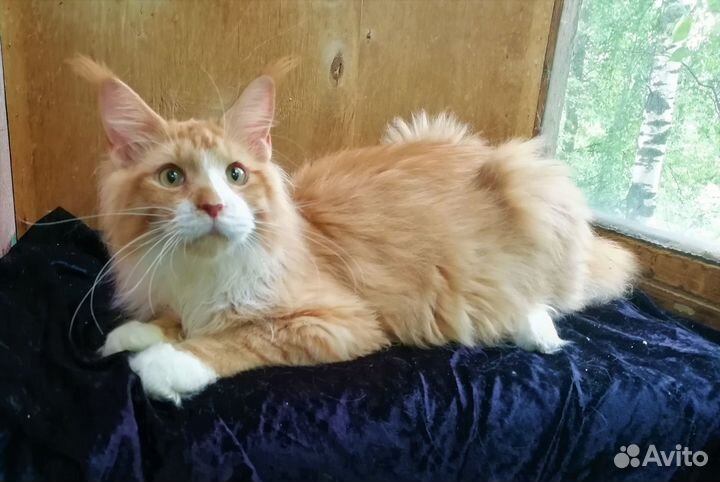 Котик мейн-кун 7 мес