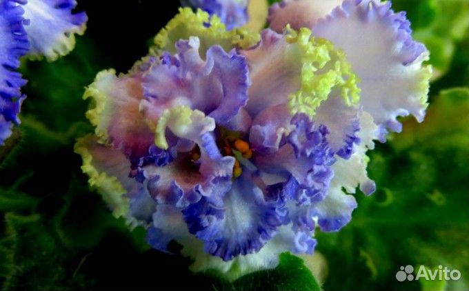 Сортовые фиалки, лучшие сорта