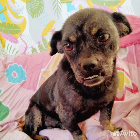 Собака в добрые руки