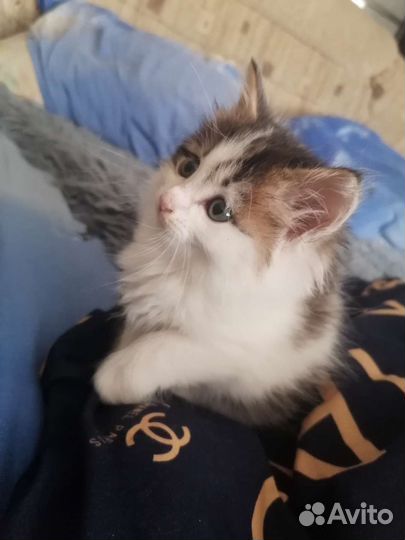 Кошка в дар бесплатно