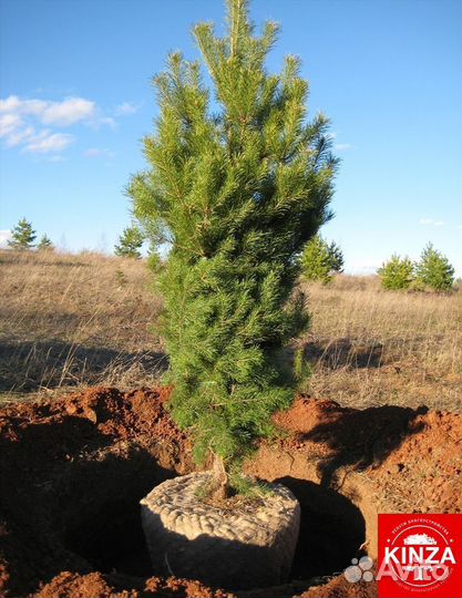 Сосна обыкновенная для дачи
