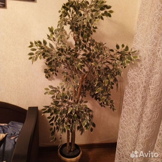 Фикус бенджамина