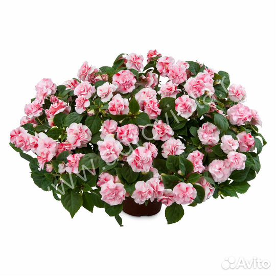 Бальзамин махровый