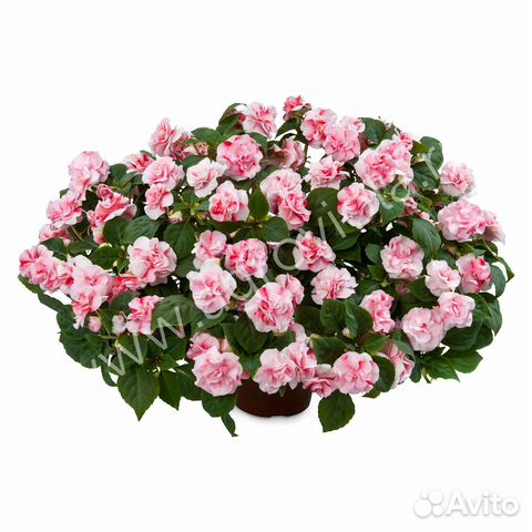 Бальзамин махровый