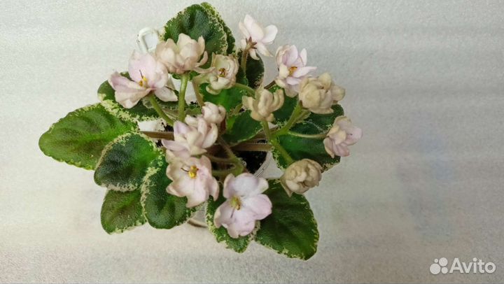 Мини Фиалки