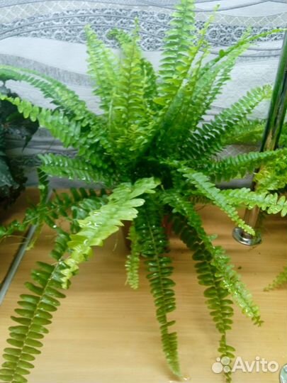 Папоротник