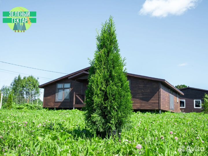 Туя смарагд 120 см свежая копка 2023