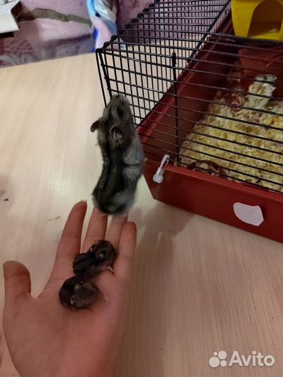 Джунгарский хомяк