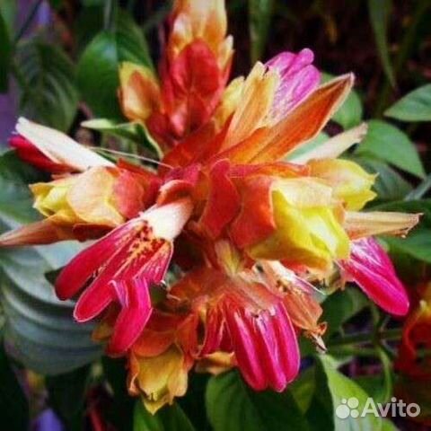 Белопероне вариегатное,Роуж