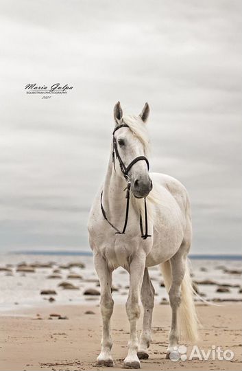 Лошадь в аренду