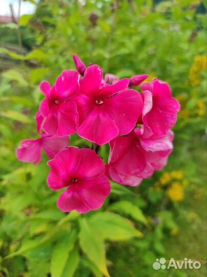 Многолетние цветы для сада