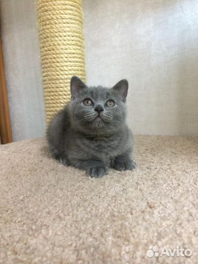 Британские котята