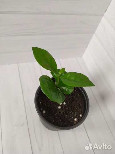 Кофе арабика