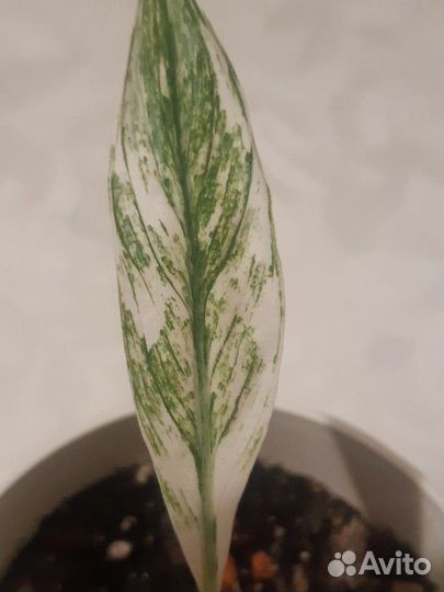 Спатифиллум Нью Ван