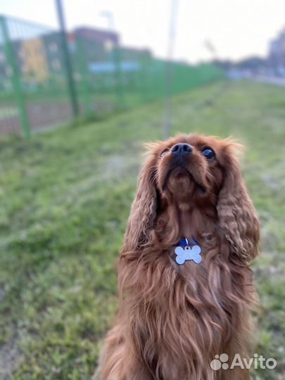 Вязка кавалер-кинг-чарльз-спаниель (рубин)