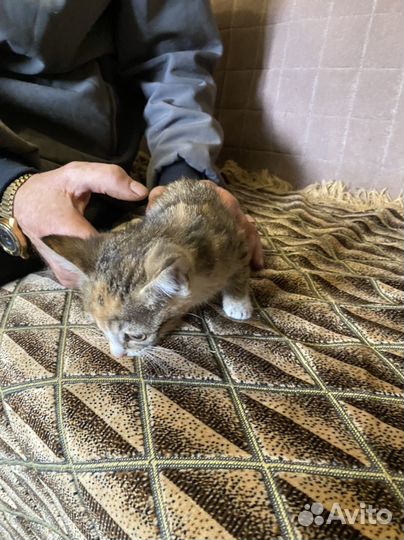 Котенок кошечка