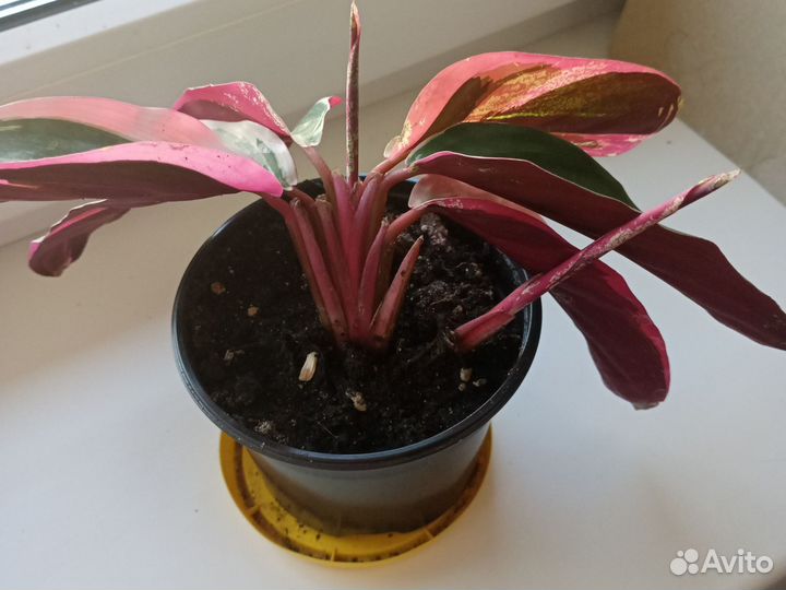 Домашние цветы