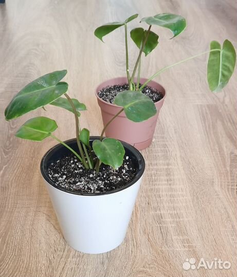 Филодендрон