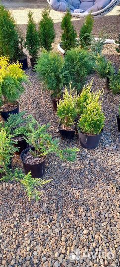 Хвойные и декоративные растения