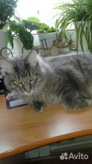 Передержка