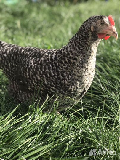 Куры несушки (молодки) доставка