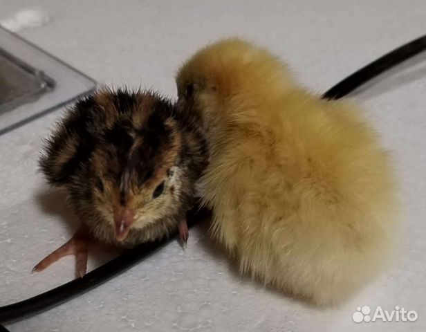 Перепела суточные