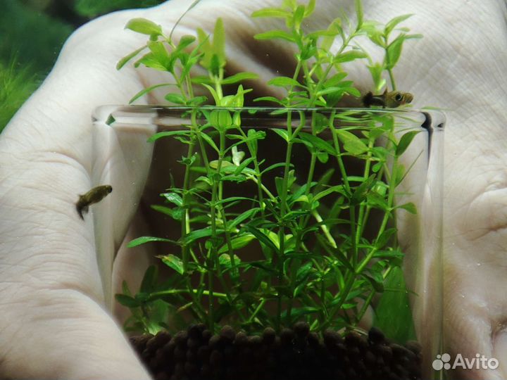 Аквариумные растения