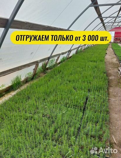 Саженцы ели окс