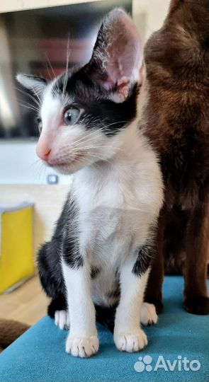 Ориентальный мальчишка