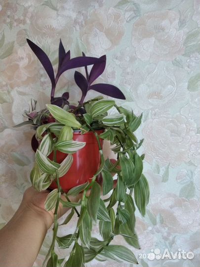 Традесканция 4 вида