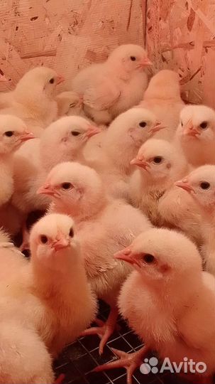 Бройлеры подрасковые